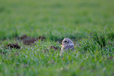 Hibou des marais - Asio flammeus - Craon (86) - 03/03/2011