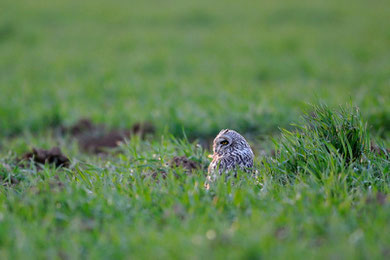 Hibou des marais - Asio flammeus - Craon (86) - 03/03/2011