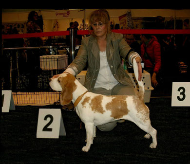 Internationale Dog Show Zielona Gora ( Drzonkow ) Apricot Candy, Gebrauchshundeklasse " Excellent  2  "