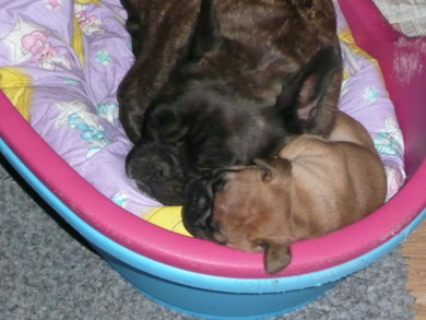 gros dodo