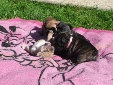 E'Charlotte, Eliott, E'Arthur et Ella