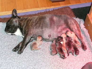 Aïdjan et ses chiots, 1 er jour