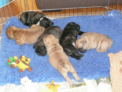gros dodo, 01.09.2010