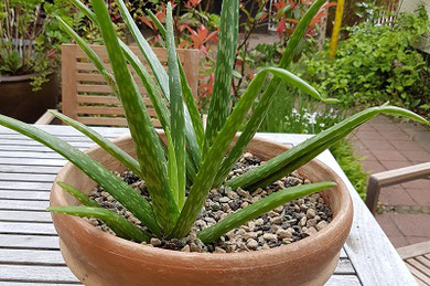 Aloe Vera mit Pflanzsubstrat Vulkagran plus