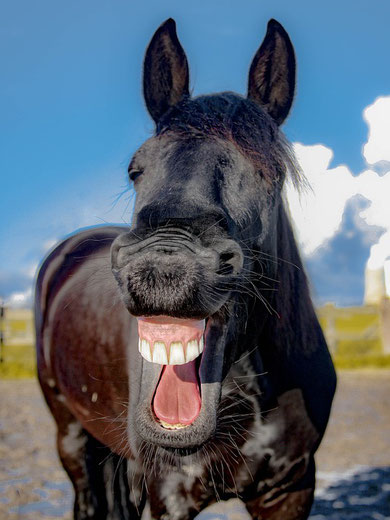 Pferd lacht (Foto: Pixabay)
