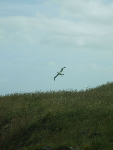 Ein Riesiger Albatross im Landeanflug