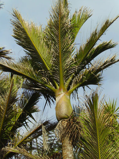Eine Nikau Palme