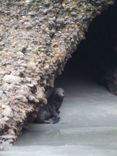 Ein Seehundwelpe wartet in einer Höhle auf die Rückkehr seiner Mutter
