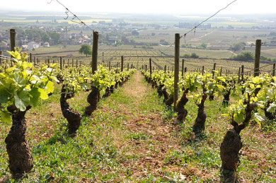 Route des grands crus