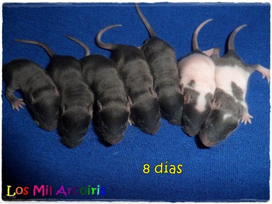 Camada W