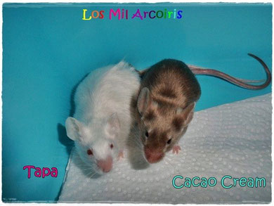 Tapa y Cacao Cream - padres de la camada X