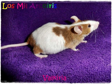 Valkiria - madre de la camada S