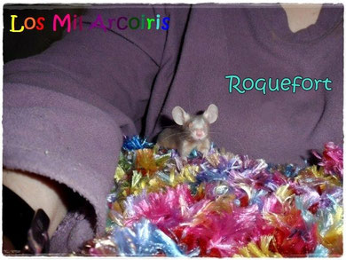 Roquefort - adoptado con 3 meses
