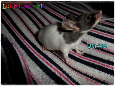 Waffle - residente