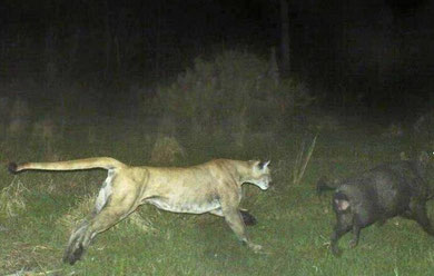 Panther chasing feral hog--unknown location