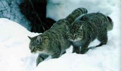 Felis Silvestris Caucasica, ancètre présumé du sibérien