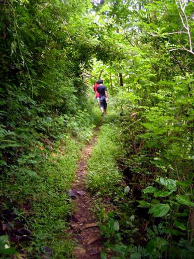 small path in the woods