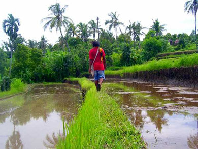 small path between ricefields