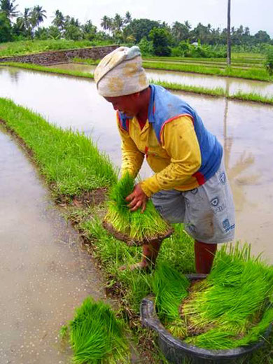 ricefarmer with plants