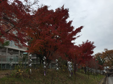 売布神社前の紅葉