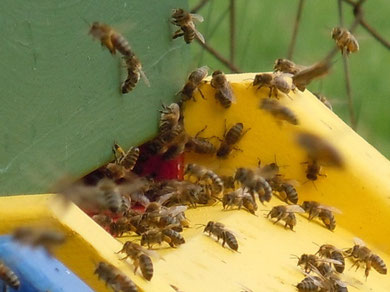 Bienen Honig Imker Anröchte 