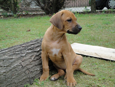 Kleine Lady Tia Nanga Ibo Imani, Geburtsgewicht 125g, heute ist sie eine stattliche Ridgebackdame und wiegt um die 30 kg! Prima gemacht Imani, Du wolltest es ohne Hilfe schaffen, ein großer Ridgeback zu werden und hast es geschafft!!!! Gratulation!