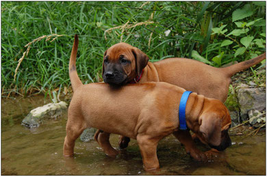 Fumo und Leo ganz mutig voran...