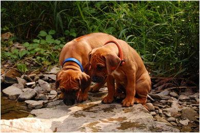 Fumo und Thambo:am Ufer ist´s aber auch nett....