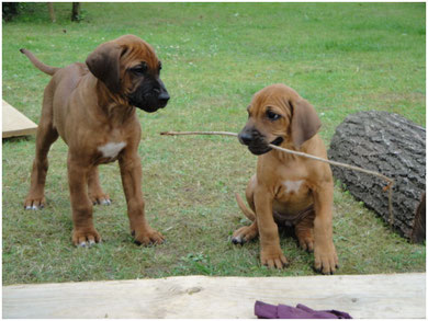 Leo (Irungu) und Imani