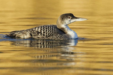 Eistaucher (Gavia immer) / Great Northern Loon