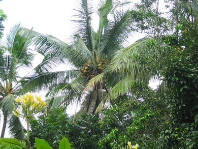 Cocospalm