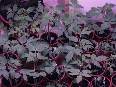 Abb. 8: Junge Tomatenpflanzen. Foto: Dr. Birgit Rengstl