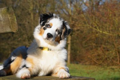 Maybe mit der Fellfärbung: Blue Merle c/w - Blue Merle mit kupferfarbenen und weißen Abzeichen