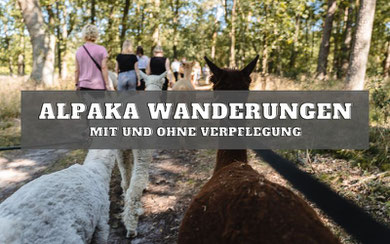 alpaka_wanderung