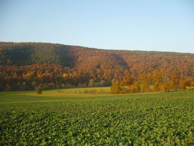 Bad Bocklet ist umringt von einzigartigen Mischwäldern, die gerade im Herbst sich wunderschön verfärben!!