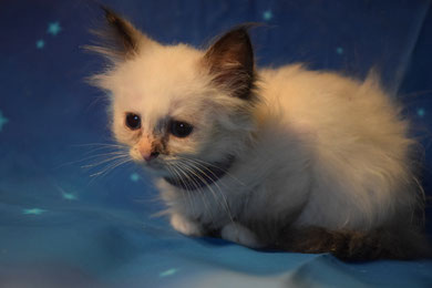 (Seal) Tortie Point 9 Wochen alt