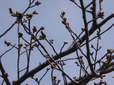 今日の桜（おとなり・犀潟鉄工所）。開花に向けてレッツ・ゴ～！