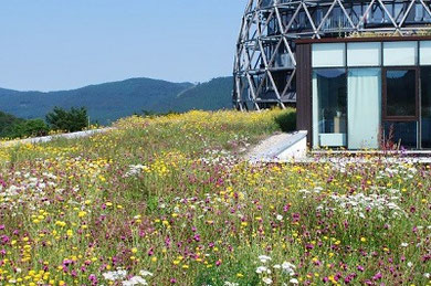 intensive substrate for green roofs