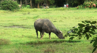 Carabao