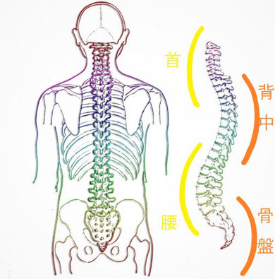 ドクターバンカイロプラクティック：骨格矯正　骨盤矯正