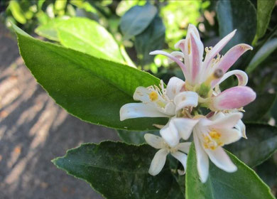 Fleur de citronnier.
