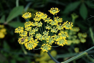 Fenouil en fleur.