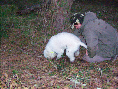 lagotto romagnolo tartufo