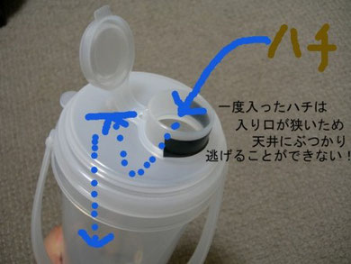 ハチの標本の作り方 Information Station Of Parasitoid Wasps
