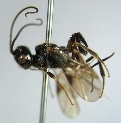 カミキリハラダカコマユバチ Cenocoelius japonicus (Watanabe,1951)