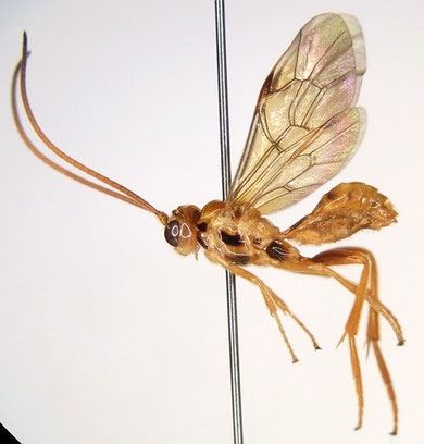 チャマダラマルヒメバチ Scolobates testaceus Morley, 1913