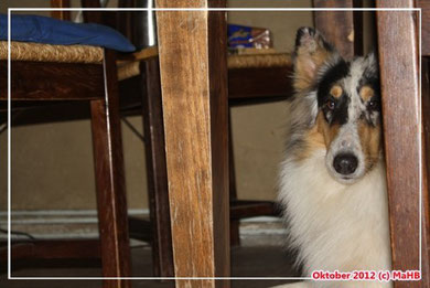 Es gibt auch genfreie Hunde :)