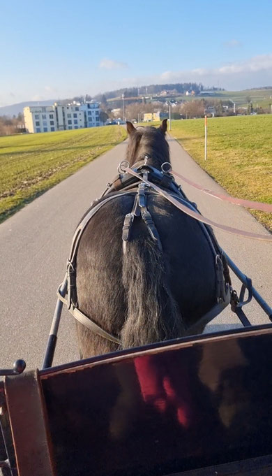 Ludo vor der Kutsche
