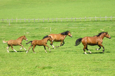 Vergnügen mit Pferden, reiten