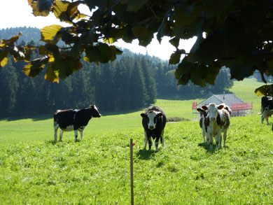 Ferien im Grünen,  Ferienhaus im Grünen, Chalet in der Natur